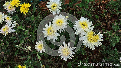 Chrysanthemum flowers that are in the garden and are in the place of cultivation Stock Photo