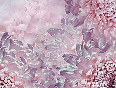 Chrysanthemum flowers. pink and purple background. floral collage. flower composition. Close-up Stock Photo