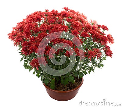 Chrysanthemum flowers in pot Stock Photo