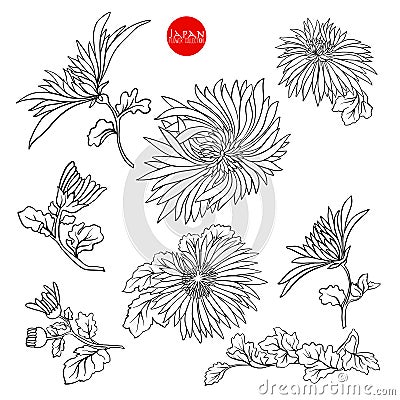 Chrysanthemum flowers. Stock line vector illustration botanic fl Vector Illustration