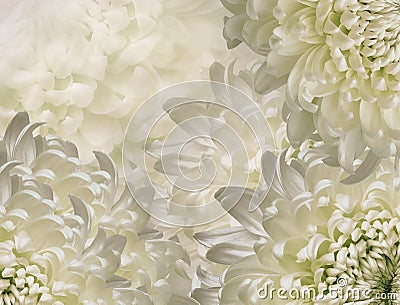 chrysanthemum flowers. white and green background. floral collage. flower composition. Close-up. Stock Photo