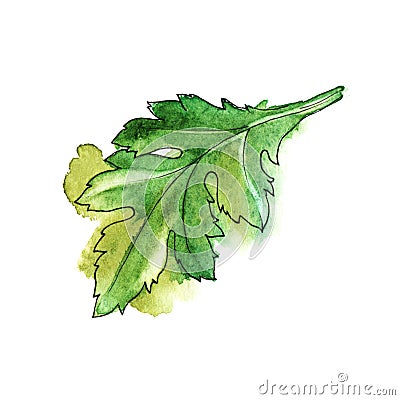 Chrysanthemum leaf. Colored hand drawn watercolor illustration. Isolated on white background Cartoon Illustration
