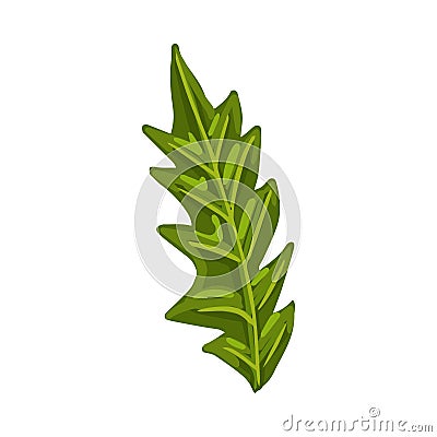Chrysanthemum leaf or other plant. Botanical vector illustration isolated on white background for postcard, poster, ad Vector Illustration