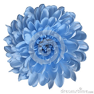 Chrysanthemum light blue. Flower on isolated white ba ckground with clipping path without shadows. Close-up. For design. Stock Photo