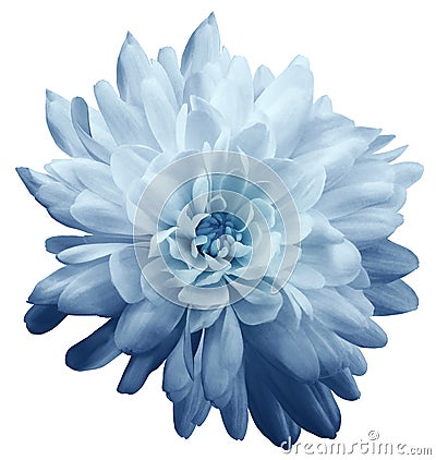 Chrysanthemum light blue. Flower on isolated white background with clipping path without shadows. Close-up. For design. Stock Photo