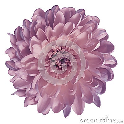 Chrysanthemum light pink. Flower on isolated white ba ckground with clipping path without shadows. Close-up. For design. Stock Photo