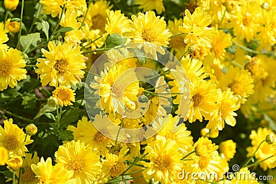 Chrysanthemum morifolium Ramat is a perennial herb covered with yellow villous hairs Stock Photo