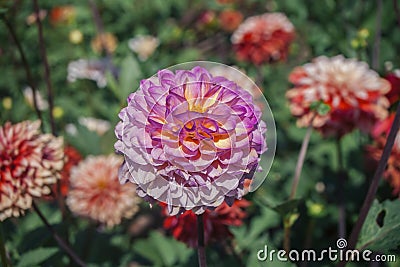 Chrysanthemum morifolium violet-white flower, close-up. Stock Photo