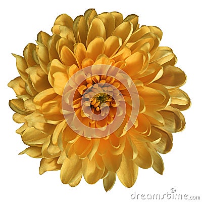 Chrysanthemum orange. Flower on isolated white ba ckground with clipping path without shadows. Close-up. For design. Stock Photo