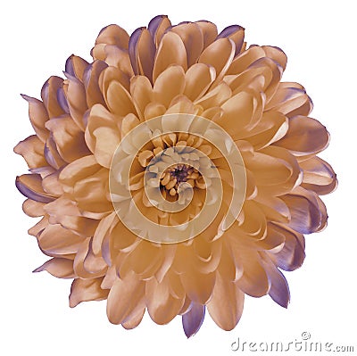 Chrysanthemum orange-violet. Flower on isolated white ba ckground with clipping path without shadows. Close-up. For design. Stock Photo