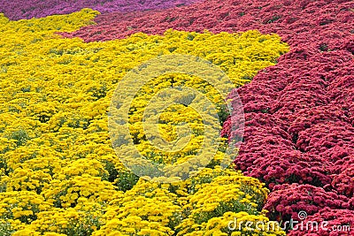 Chrysanthemum parterre Stock Photo