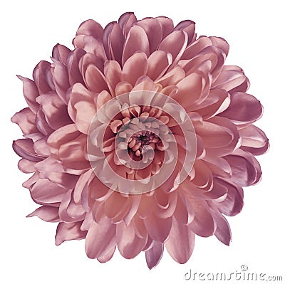 Chrysanthemum pink. Flower on isolated white ba ckground with clipping path without shadows. Close-up. For design. Stock Photo