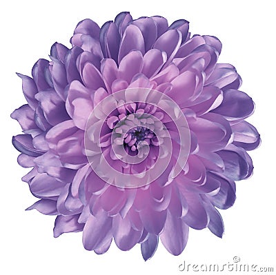 Chrysanthemum pink-violet. Flower on isolated white ba ckground with clipping path without shadows. Close-up. For design. Stock Photo