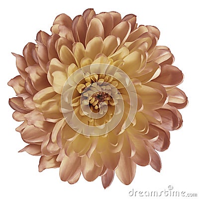 Chrysanthemum red-yellow. Flower on isolated white ba ckground with clipping path without shadows. Close-up. For design. Stock Photo