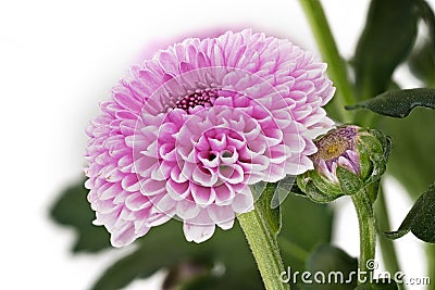 Chrysanthemum Santini Pink Stock Photo