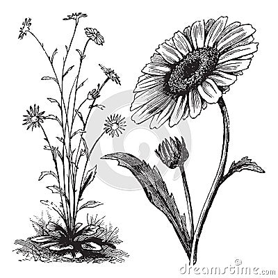 Chrysanthemum sp. vintage engraving Vector Illustration