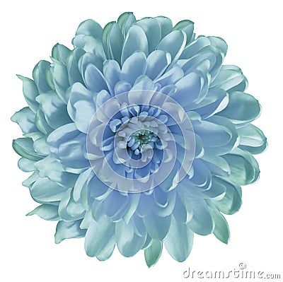 Chrysanthemum turquoise-blue.. Flower on isolated white ba ckground with clipping path without shadows. Close-up. For design. Stock Photo