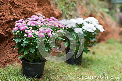 Chrysanthemum violet and white Stock Photo