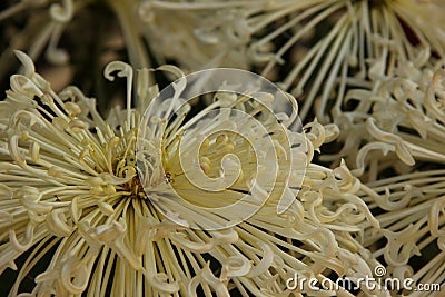 Chrysanthemum Stock Photo