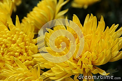 Chrysanthemum Stock Photo