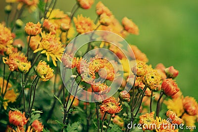 Chrysanthemum yellow orange flowers Stock Photo