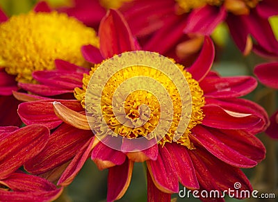 Chrysanthemums blooming Stock Photo