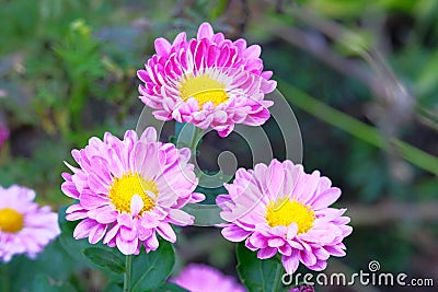 Chrysanthemums in botanical garden. Purple flowers chrysanthemums in autumn, magenta annuals. Close up Stock Photo