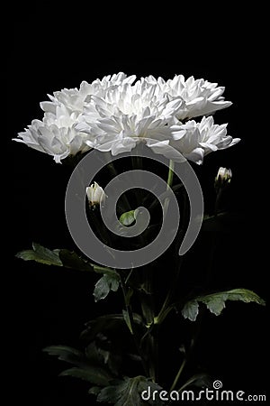 Bouquet of chrysanthemums with contrast lighting on a black background Stock Photo