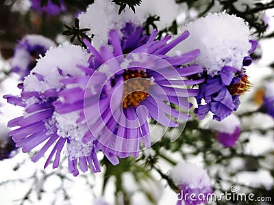 Chrysanthemums in a snow (golden-daisy) Stock Photo