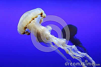 Chrysaora fuscescens (Pacific sea nettle) and another in background Stock Photo