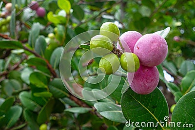 Chrysobalanus icaco, the cocoplum, paradise plum, abajeru or icaco, is found near sea beaches and inland throughout tropical place Stock Photo