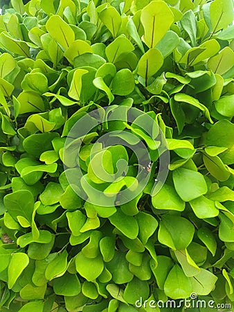 Chrysobalanus icaco, the cocoplum, paradise plum, abajeru or icaco, is a low shrub or bushy tree found near sea beaches Stock Photo