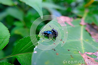 Chrysolina coerulans, the blue mint beetle or blue mint leaf beetle Stock Photo