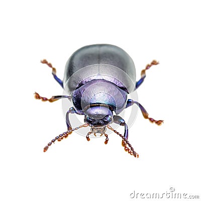 Chrysolina Coerulans Blue Mint Leaf Beetle Insect Macro Isolated on White Stock Photo