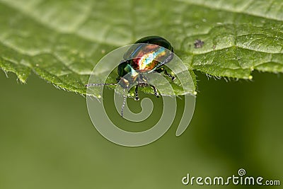 Chrysolina fastuosa, colorful beetle wanders on a green leaf, cl Stock Photo