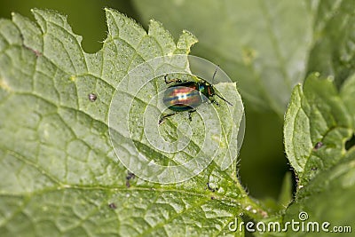 Chrysolina fastuosa, colorful beetle wanders on a green leaf, vi Stock Photo