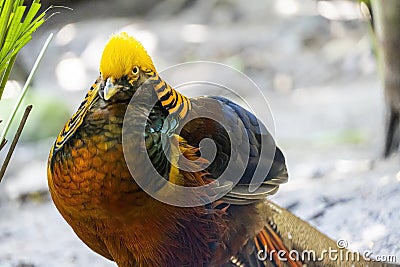Chrysolophus pictus, golden pheasant beautiful bird with very colorful plumage, golds, blues, greens, mexico Stock Photo