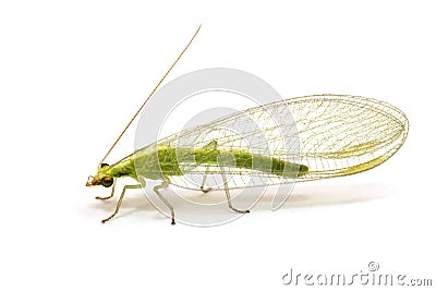 Chrysopidae-insect Green Lacewing isolated Stock Photo