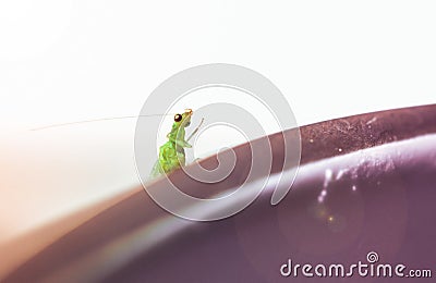 Chrysopidae-insect Green Lacewing on mug at morning Stock Photo