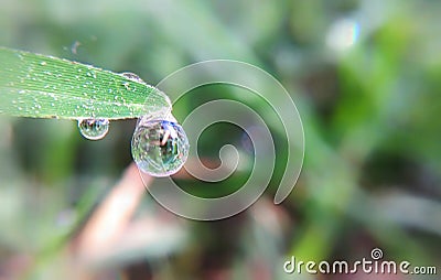 Dew drop grass leaf macro view. Dew drop to fall Stock Photo