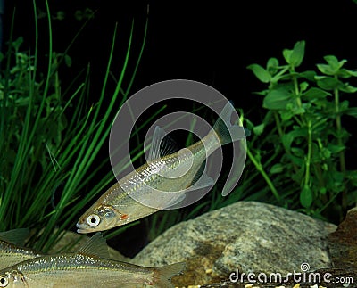 Chub, alburnoides bipunctatus, Adults Stock Photo