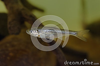 Chub - Alburnoides bipunctatus - fish under water Stock Photo