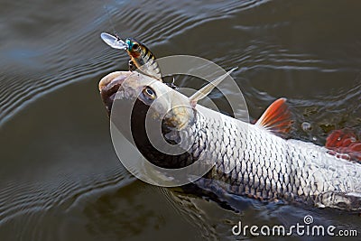 The chub caught on a wobbler Stock Photo