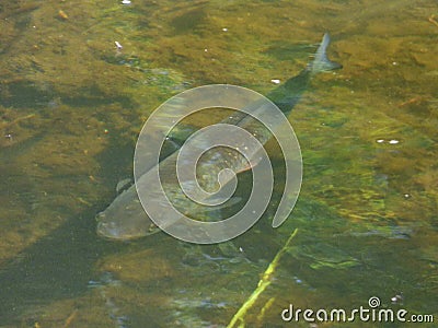 Chub Fish Brook - UK Stock Photo