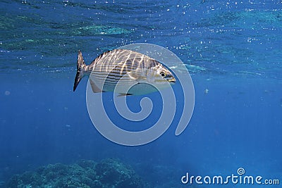 Chub Fish Stock Photo