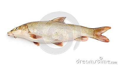 Chub fish Stock Photo