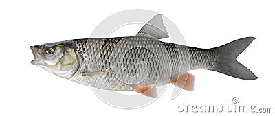 Chub fish trophy isolated on white background Stock Photo