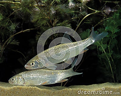 Chub, leuciscus cephalus Stock Photo