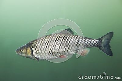 Chub Leuciscus cephalus Stock Photo