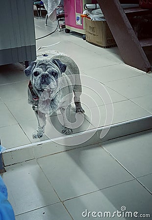 1 chubby cute brown-haired Thai puppy lying on the ground in front of the front of the house, selectable focus. Stock Photo